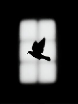 Silhouette of a bird in flight against a softly lit window background.