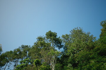 Fototapeta premium Lush treetops against vibrant clear blue sky offering a feeling of freedom and natural beauty