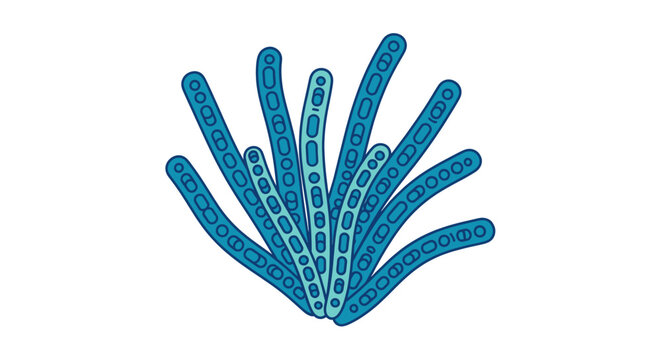 Microscopic view of blue-green algae or cyanobacteria colonies, showing elongated, segmented filaments clustered together.