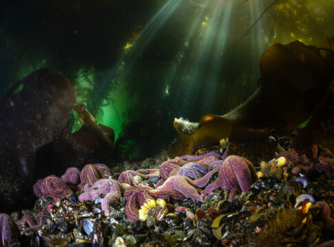 Estrellas de mar en un bosque de algas kelp