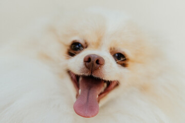 retrato de perro cachorro © Jonathan