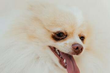 retrato de perro cachorro © Jonathan