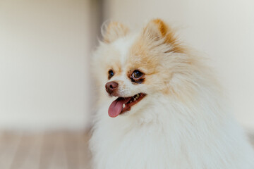 retrato de perro cachorro © Jonathan