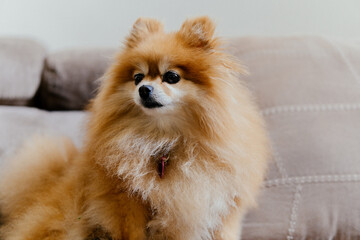retrato de perro cachorro © Jonathan