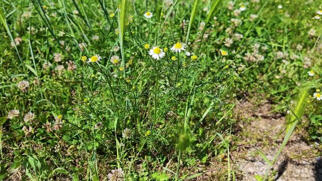 Black Bee Fly Anthrax Anthrax Pollinating White Daisy Wildflower in Garden