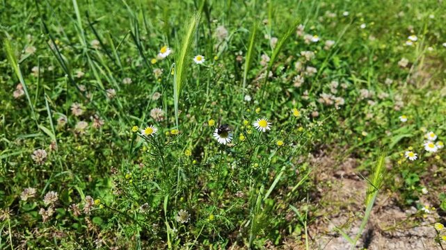 Black Bee Fly Anthrax Anthrax Pollinating White Daisy Wildflower in Garden