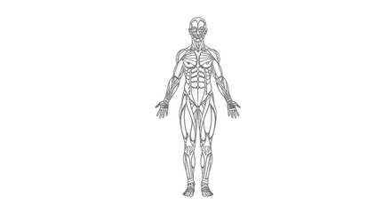 Human Body Anatomy Medical Illustration. © Azkiya