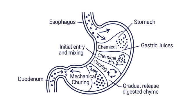 Human Stomach Anatomy Digestive System.
