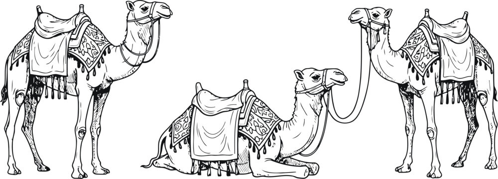Three camels resting during a desert journey with intricate saddle details in a hand-drawn engraving style