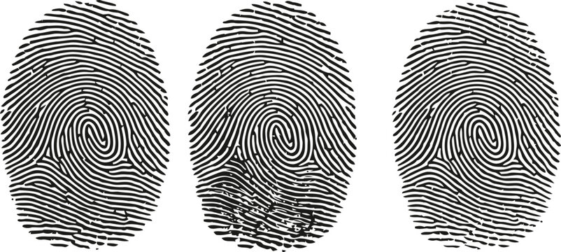 Three distinct fingerprint patterns arranged in a row against a clean white background for identification concepts