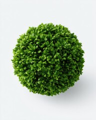 Fototapeta premium Dense, spherical, green foliage on a white background