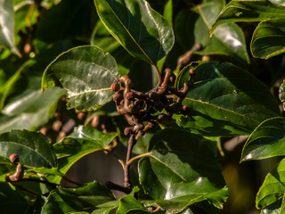 Fototapeta premium A detailed view of the Hovenia dulcis, commonly known as the Japanese Raisin Tree, showcasing its unique swollen peduncles against a backdrop of vibrant green leaves and a bright blue sky. 
