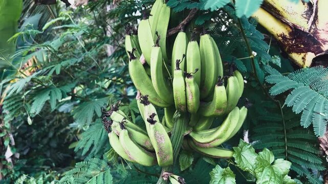 Unripe green bananas growing on a tree branch in a tropical rainforest jungle, surrounded by lush vegetation and swaying in the wind, a concept of organic food