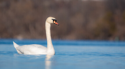 Elegant mute swan swimming across calm blue water with a softly blurred natural shoreline in the background. © Rogney