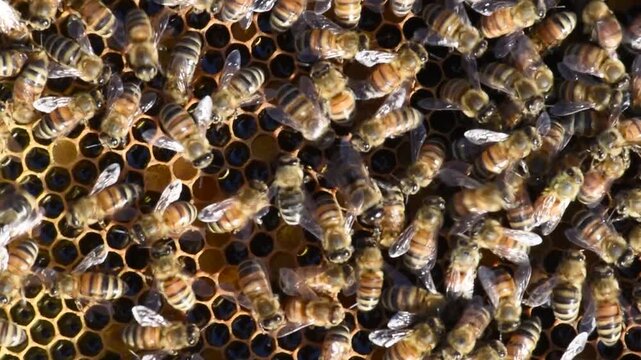 Honey Bees diligently work the hive to produce honey for a beekeeper.