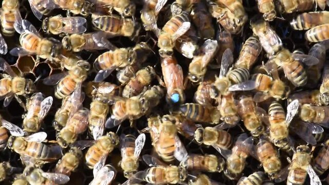 A queen bee, marked with a blue dot, moves about the hive while honey bees diligently work the hive to produce honey for a beekeeper.