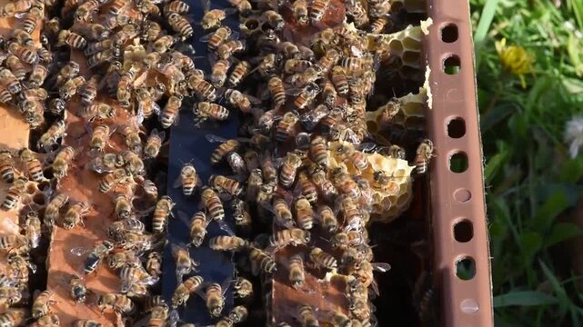 Honey Bees diligently work the hive to produce honey for a beekeeper.