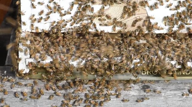 Honey Bees diligently work the hive to produce honey for a beekeeper.