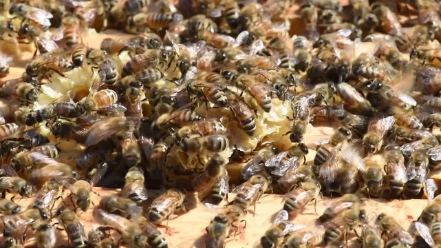 Honey Bees diligently work the hive to produce honey for a beekeeper.