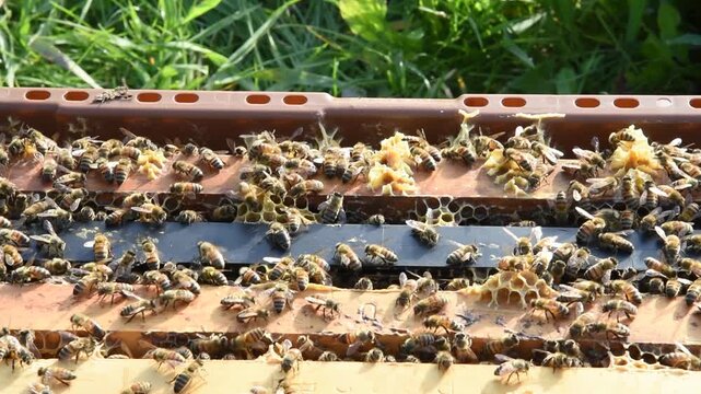 Honey Bees diligently work the hive to produce honey for a beekeeper.