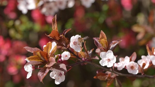 Bee visiting pink and white spring blossoms on a flowering tree branch in sunlight