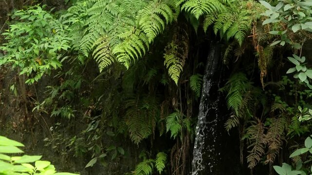 Water gently trickles down a dark rock wall surrounded by vibrant tropical fern leaves.