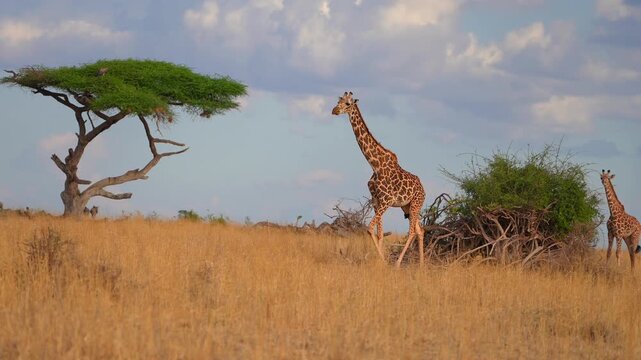 Giraffe Grazing on Green Vegetation in Nature landscape mother and baby walking together