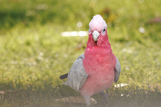 portrait of one-eyed male Galah cockatoo, Western Australia