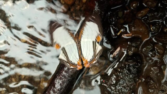 White butterfly playing on the water. Straight Line Mapwing, scientifically named Cyrestis nivea, belongs to Nymphalidae family and Cyrestinae subfamily.