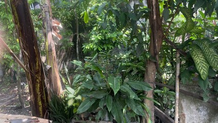 Fototapeta premium rain in the jungle
