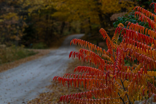 Winding rural asphalt road lined with bright red sumac foliage and colorful autumn trees