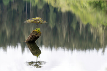 Fairy Lake Bonsai tree growing on a submerged log with a perfect mirror reflection in a calm lake. © Kevin