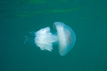 Large barrel jellyfish swimming in the green water of the Black Sea © Serhii