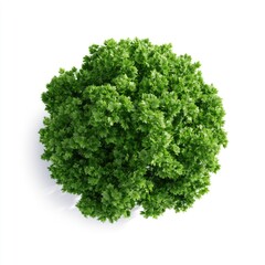 Fototapeta premium Top-down view of a lush, green parsley herb with vibrant, textured leaves isolated on a white background.