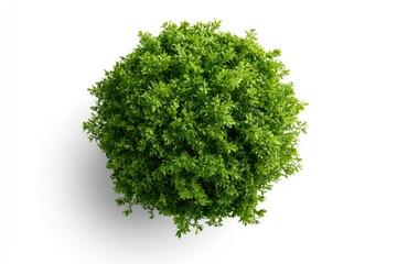 Fototapeta premium A top-down view of a vibrant green bush with dense, healthy foliage isolated on a white background.