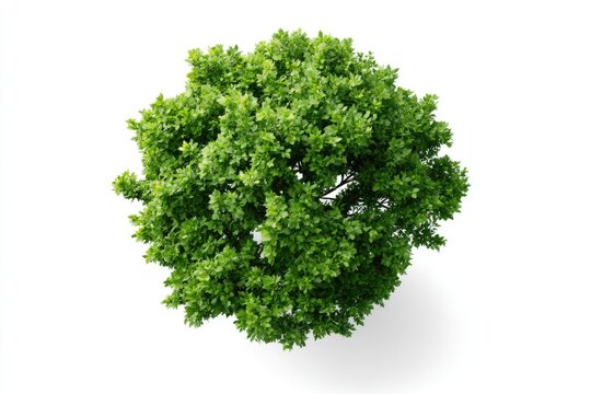 A vibrant green tree viewed from above against a white background, showcasing dense foliage and a rounded canopy.