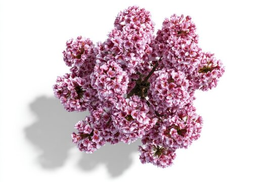 A close-up of a cluster of pink and white cherry blossom flowers with detailed petals against a white background.