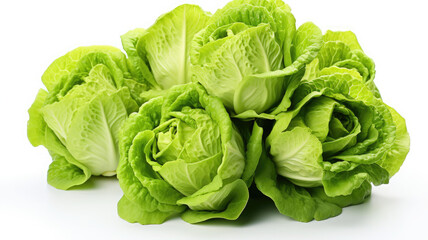 Fototapeta premium Fresh organic green lettuce heads arranged with vegetable nutrition vegetarian agriculture