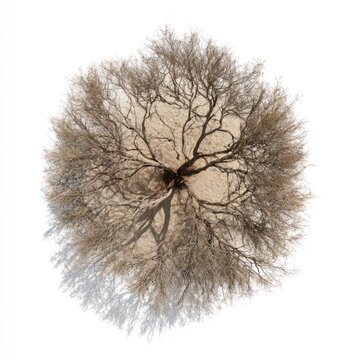 A top-down view of a leafless tree casting a shadow on the ground, highlighting its intricate branch structure in a circular pattern.