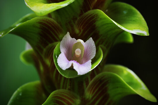 Siam Tulip (Curcuma volvacea), also known as Pathumma, is a plant in the ginger family (Zingiberaceae) and the genus Curcuma.