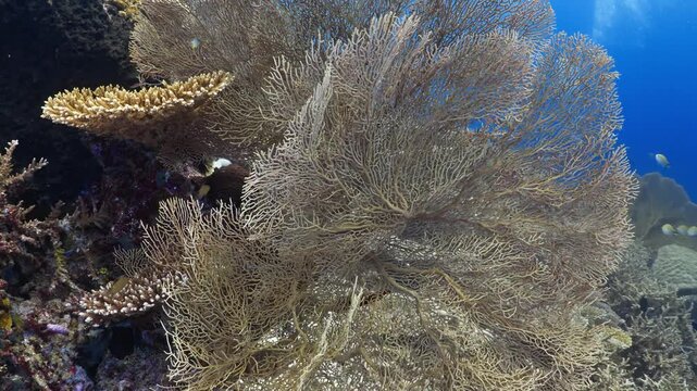 Beautiful underwater scenery of a colorful coral reef with a large sea fan and a striped bannerfish swimming in clear blue water