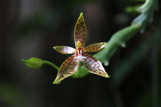 Phalaenopsis cornu-cervi, also known as the staghorn fern or tiger zebra orchid, is an epiphytic orchid found in natural forests in Thailand.
