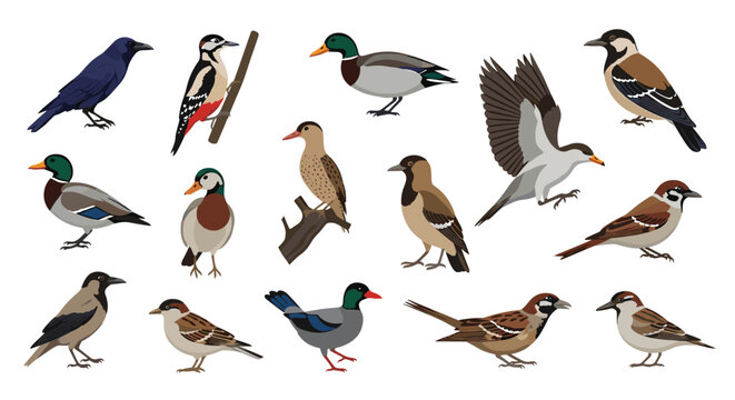 Large set of various common birds including sparrows, ducks, and crows shown in natural poses on a white background for nature education.