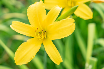 Obraz premium A daylily, day lily or ditch-lily is a flowering plant in the genus Hemerocallis, a member of the family Asphodelaceae, subfamily Hemerocallidoideae. San Gabriel, Los Angeles County, California.