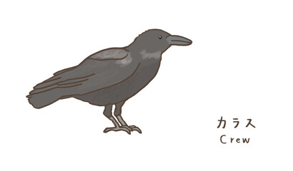 Obraz premium シンプルなカラスのイラスト 可愛いカラスのイラスト