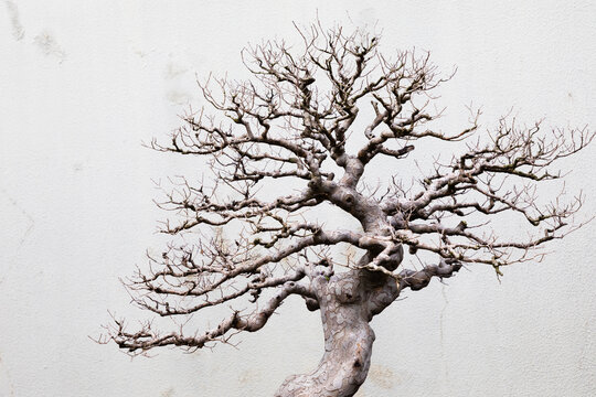 Bonsai tree branches facing the white wall