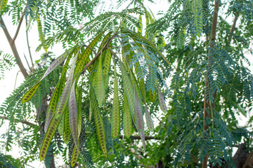 Fototapeta premium Lamtoro, kemlandingan, petai selong or petai cina (Leucaena leucocephala) as food and alternative herbal medicine