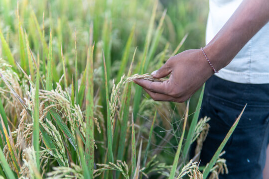 Close up of an asian man hand gently holding and checking ripe yellow rice stalks in a rural paddy field. Organic farming harvest concept.
