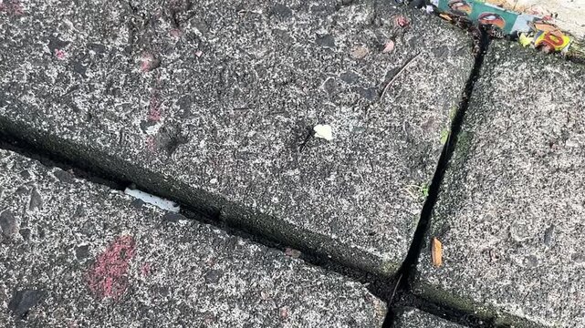 Ant carrying crackers on weathered stone paving blocks with urban texture and paint