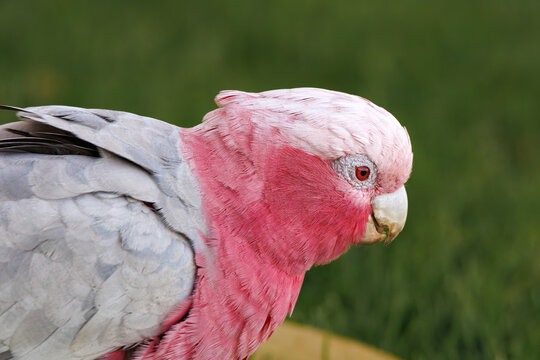 portrait of cute pink female galah cockatoo, Western Australia